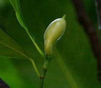 962【不老松：二游海南记实】菠萝蜜的生长过程!