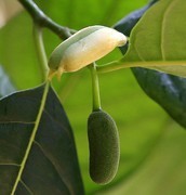 962【不老松：二游海南记实】菠萝蜜的生长过程!