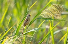 震旦鸦雀（十一）