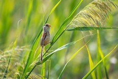 震旦鸦雀（十一）