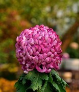 2025年南宁菊花展10