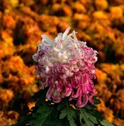 2025年南宁菊花展10