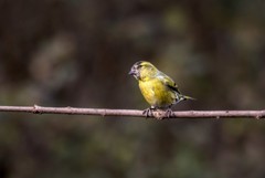 小黄雀（五十九）