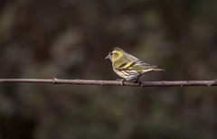 小黄雀（五十九）