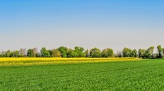 莱茵平原之色（南德）