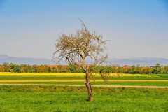 莱茵平原之色（南德）