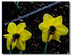 春花拜友--祝师友安好！！
