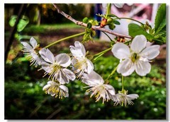 春花拜友--祝师友安好！！