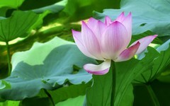 [26225] 荔湾湖的荷花（完）