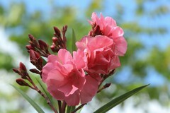 拍摄花卉一（1155）