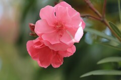 拍摄花卉一（1155）