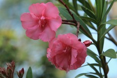 拍摄花卉一（1155）