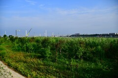 清晨骑行在大辽河岸畔浏览永远角湿地风光