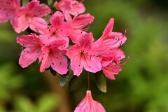 2026花卉植物赏析【9】