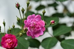 2026花卉植物赏析【9】