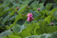 小区荷池2