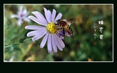 不畏寒风绽小菊，蜂恋花香难舍离