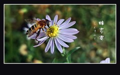 不畏寒风绽小菊，蜂恋花香难舍离