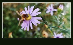 不畏寒风绽小菊，蜂恋花香难舍离