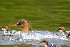 中华秋沙鸭（73）