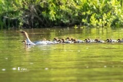 中华秋沙鸭（73）