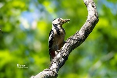 林中啄木鸟（49）