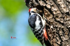 林中啄木鸟（49）