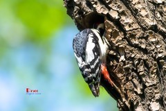 林中啄木鸟（49）