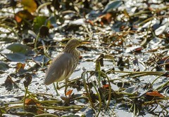 池鹭（4）（逆光片）