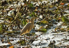 池鹭（4）（逆光片）