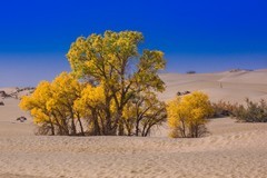 外出随拍（623）.