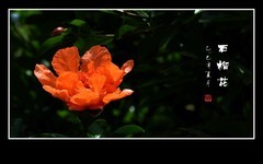 红红火火的石榴花