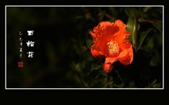 红红火火的石榴花