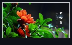 红红火火的石榴花