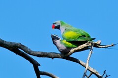 宁南竹寿镇野”大紫鹦鹉“