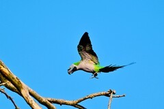 宁南竹寿镇野”大紫鹦鹉“