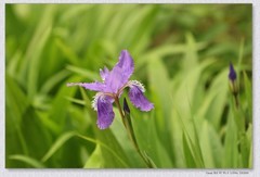 鸢尾花【丙午年-102】