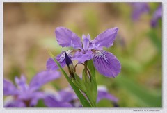 鸢尾花【丙午年-102】