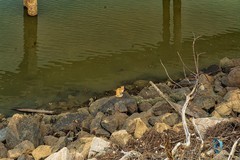 茂名电白 · 水东湾红树林