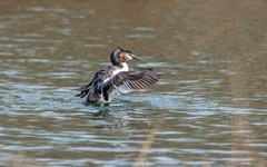 凤头僻鹈（四十一）