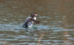 凤头僻鹈（四十一）