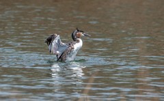 凤头僻鹈（四十一）