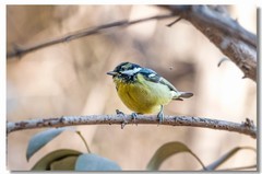 黄腹山雀（十三）