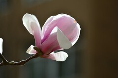 2026玉兰花（31）