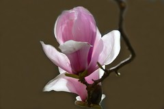 2026玉兰花（31）