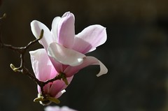 2026玉兰花（31）