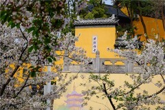 2026年第0503贴 -南京鸡鸣寺樱花纪实（0724）