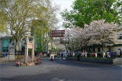 2026年第0503贴 -南京鸡鸣寺樱花纪实（0724）