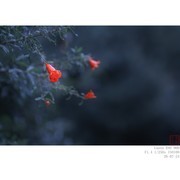 生态小品