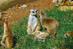 重庆市开放式动物园（七）